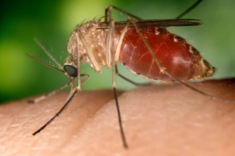 Confirmado primeiro diagnóstico de febre oropouche no RJ